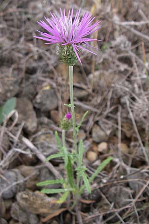 Carduus nigrescens ? \ Schwrzliche Distel / Blackish Thistle, F Rivesaltes 24.6.2008