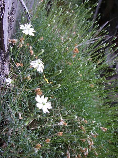 Silene saxifraga \ Steinbrech-Leimkraut, Karst-Leimkraut / Tufted Catchfly, F Pyrenäen/Pyrenees, Err 26.6.2008