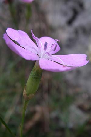 Dianthus sylvestris \ Stein-Nelke, F Pyrenäen, Aude - Schlucht 27.6.2008