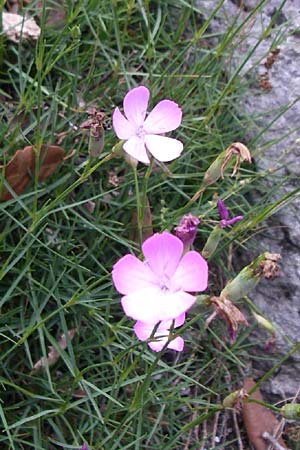 Dianthus sylvestris \ Stein-Nelke / Wood Pink, F Pyrenäen/Pyrenees, Aude - Schlucht / Gorge 27.6.2008