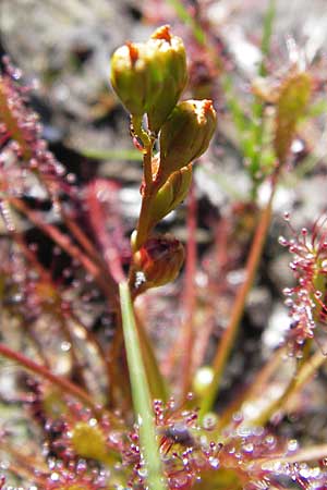 Drosera intermedia \ Mittlerer Sonnentau / Oblong-Leaved Sundew, F Bitche 8.9.2012