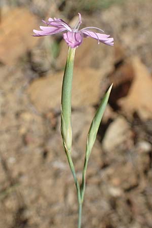 Dianthus pyrenaicus \ Pyrenen-Nelke / Pyrenean Pink, F Pyrenäen/Pyrenees, Molitg-les-Bains 23.7.2018