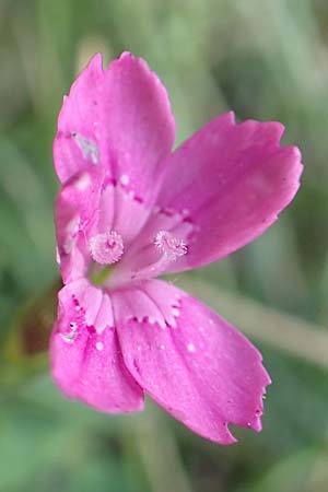 Dianthus deltoides \ Heide-Nelke / Maiden Pink, F Pyrenäen/Pyrenees, Canigou 24.7.2018