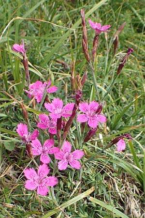 Dianthus deltoides \ Heide-Nelke, F Pyrenäen, Col de Mantet 28.7.2018