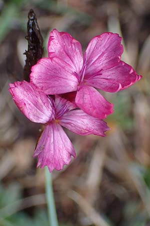 Dianthus gratianopolitanus \ Pfingst-Nelke / Cheddar Pink, F Bonneval-sur-Arc 6.10.2021