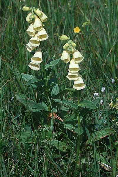 Digitalis grandiflora \ Grobltiger Fingerhut, F Gap, Col de Bayard 30.6.1998