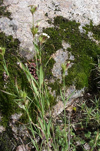 Dianthus knappii \ Schwefel-Nelke, Balkan-Nelke / Yellow Pink, F Vogesen/Vosges, Botan. Gar.  Haut Chitelet 5.8.2008