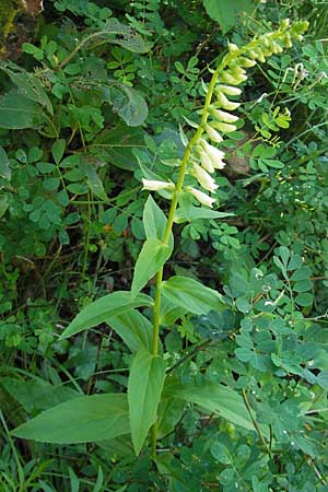 Digitalis lutea \ Gelber Fingerhut, F Saint-Guilhem-le-Desert 1.6.2009