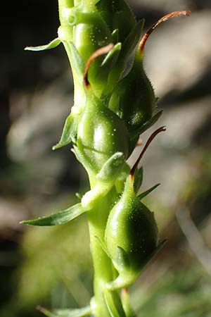 Digitalis lutea \ Gelber Fingerhut, F Pyrenäen, Caranca - Schlucht 30.7.2018