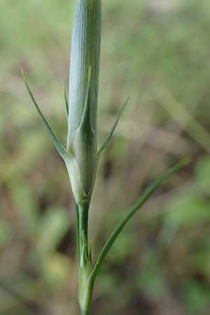 Dianthus monspessulanus \ Montpellier-Nelke / White Cluster, F Pyrenäen/Pyrenees, Segre - Schlucht / Gorge 2.8.2018