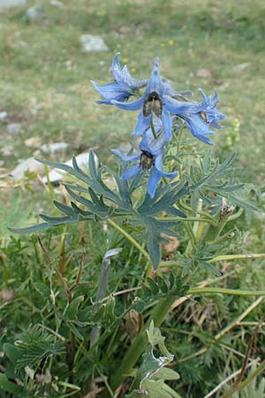 Delphinium montanum \ Berg-Rittersporn / Pyrenean Larkspur, F Pyrenäen/Pyrenees, Eyne 4.8.2018