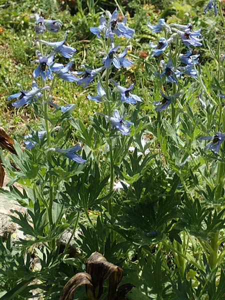 Delphinium montanum \ Berg-Rittersporn, F Pyrenäen, Eyne 4.8.2018