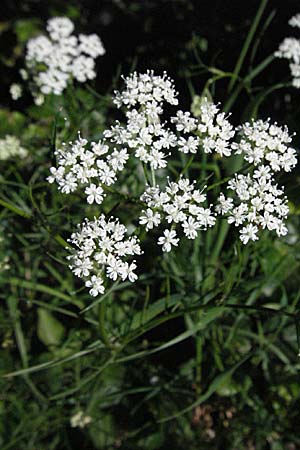 Conopodium majus \ Franzsische Erdkastanie / Pignut, F Mont Aigoual 8.6.2006