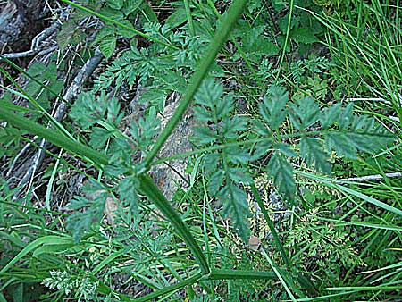 Anthriscus sylvestris / Cow Parsley, F Allevard 11.6.2006