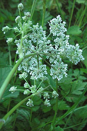 Chaerophyllum hirsutum \ Berg-Klberkropf / Hairy Chervil, F Allevard 11.6.2006