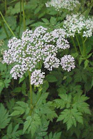 Chaerophyllum hirsutum \ Berg-Klberkropf / Hairy Chervil, F Allevard 11.6.2006