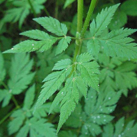 Chaerophyllum hirsutum \ Berg-Klberkropf / Hairy Chervil, F Allevard 11.6.2006