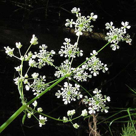 Chaerophyllum hirsutum \ Berg-Klberkropf / Hairy Chervil, F Allevard 11.6.2006