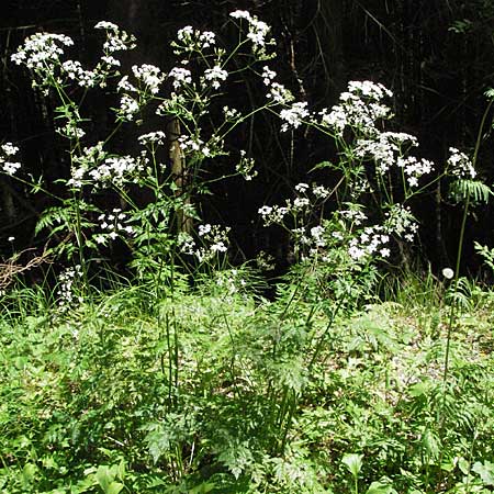 Chaerophyllum hirsutum \ Berg-Klberkropf / Hairy Chervil, F Allevard 11.6.2006