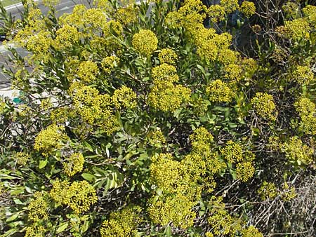 Bupleurum fruticosum \ Strauchiges Hasenohr / Shrubby Hare's Ear, F Avignon 7.8.2006