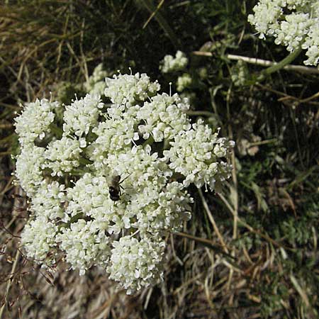 Seseli libanotis \ Heilwurz / Moon Carrot, F Pyrenäen/Pyrenees, Eyne 9.8.2006