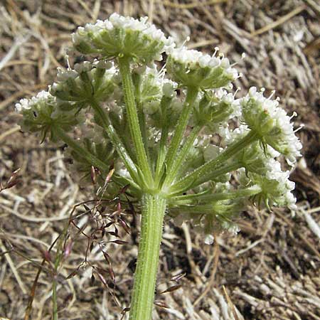 Seseli libanotis \ Heilwurz / Moon Carrot, F Pyrenäen/Pyrenees, Eyne 9.8.2006