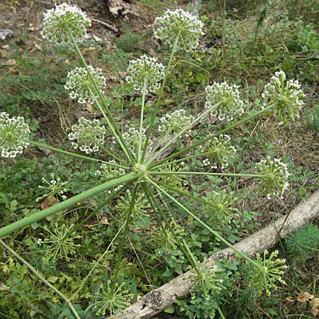 Peucedanum oreoselinum / Mountain Parsley, F Pyrenees, Prades 12.8.2006