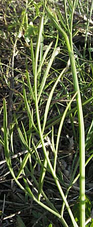 Oenanthe pimpinelloides / Corky-Fruited Water Dropwort, F Maures, Bois de Rouquan 12.5.2007