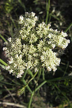 Oenanthe pimpinelloides \ Bibernell-Rebendolde, Sdliche Erdkastanie, F Maures, Bois de Rouquan 12.5.2007