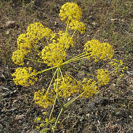 Thapsia villosa \ Behaarte Purgierdolde, F Maures, Bois de Rouquan 12.5.2007