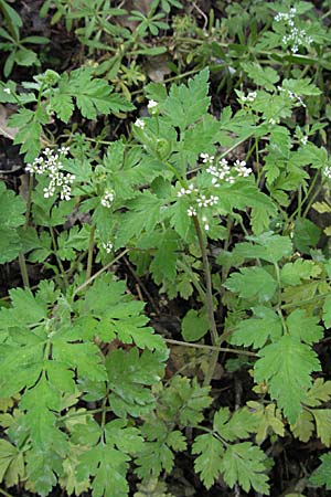 Torilis japonica \ Gewhnlicher Klettenkerbel / Upright Hedge Parsley, F Pyrenäen/Pyrenees, Olette 14.5.2007