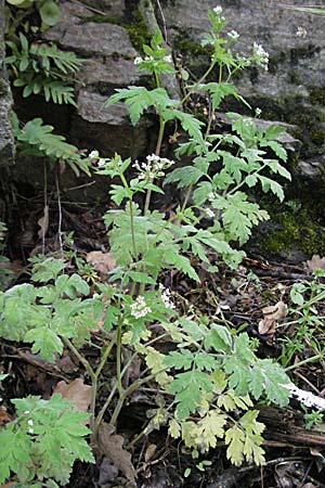 Torilis japonica \ Gewhnlicher Klettenkerbel / Upright Hedge Parsley, F Pyrenäen/Pyrenees, Olette 14.5.2007