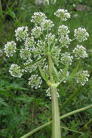 Chaerophyllum hirsutum / Hairy Chervil, F Pradelles 16.5.2007