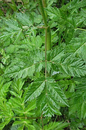 Chaerophyllum hirsutum / Hairy Chervil, F Pradelles 16.5.2007