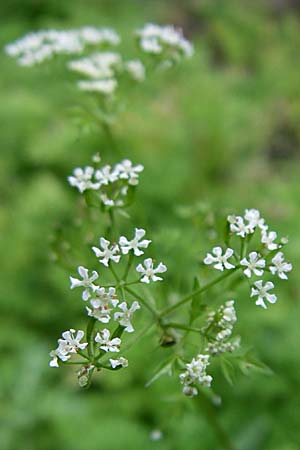 Anthriscus cerefolium \ Garten-Kerbel, F Elsass, Murbach 3.8.2008