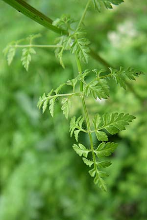 Anthriscus cerefolium \ Garten-Kerbel, F Elsass, Murbach 3.8.2008