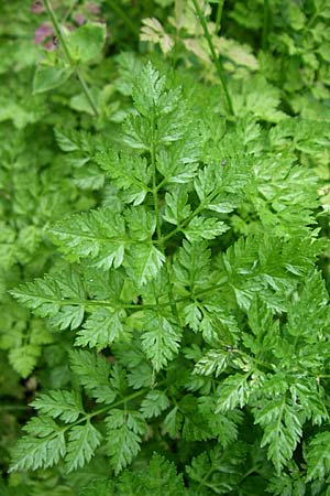 Anthriscus cerefolium \ Garten-Kerbel / Chervil, F Elsass/Alsace, Murbach 3.8.2008