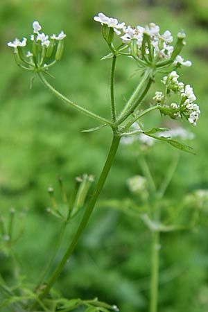 Anthriscus cerefolium \ Garten-Kerbel / Chervil, F Elsass/Alsace, Murbach 3.8.2008