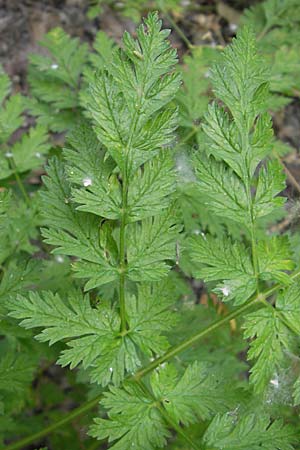 Chaerophyllum temulum \ Hecken-Klberkropf, Taumel-Klberkropf / Rough Chervil, F Valence 26.5.2009