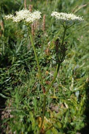 Meum athamanticum \ Brwurz, F Col de la Cayolle 9.7.2016