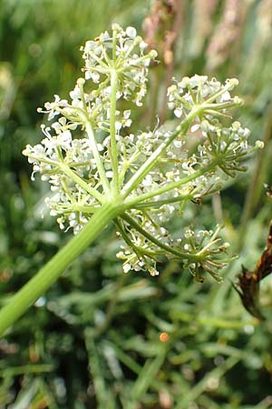 Meum athamanticum \ Brwurz / Spignel, F Col de la Cayolle 9.7.2016