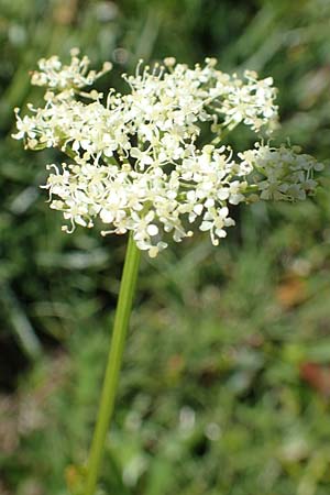 Meum athamanticum \ Brwurz / Spignel, F Col de la Cayolle 9.7.2016