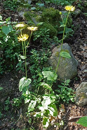 Doronicum pardalianches \ Kriechende Gmswurz, F Pyrenäen, Canigou 24.7.2018