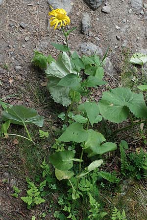 Doronicum pardalianches \ Kriechende Gmswurz / Great False Leopard's-Bane, F Pyrenäen/Pyrenees, Canigou 24.7.2018