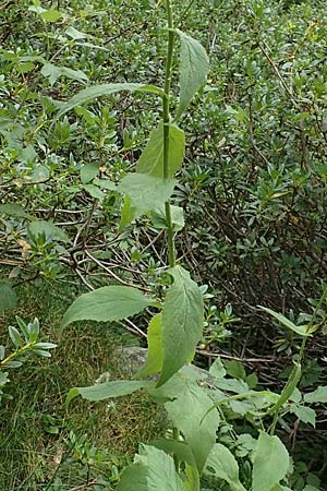 Doronicum austriacum \ sterreicher Gmswurz / Austrian Leopard's-Bane, F Pyrenäen/Pyrenees, Col de Mantet 28.7.2018