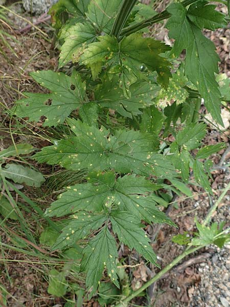 Pimpinella major \ Groe Bibernelle, F Pyrenäen, Mantet 28.7.2018