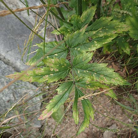 Pimpinella major \ Groe Bibernelle, F Pyrenäen, Mantet 28.7.2018