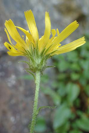 Doronicum pardalianches \ Kriechende Gmswurz, F Pyrenäen, Segre - Schlucht 2.8.2018