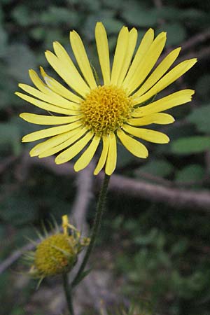 Doronicum pardalianches \ Kriechende Gmswurz, F Pyrenäen, Prades 12.8.2006