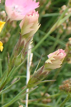 Dianthus pavonius \ Pfauen-Nelke / Peacock-Eye Pink, F Col de la Bonette 8.7.2016